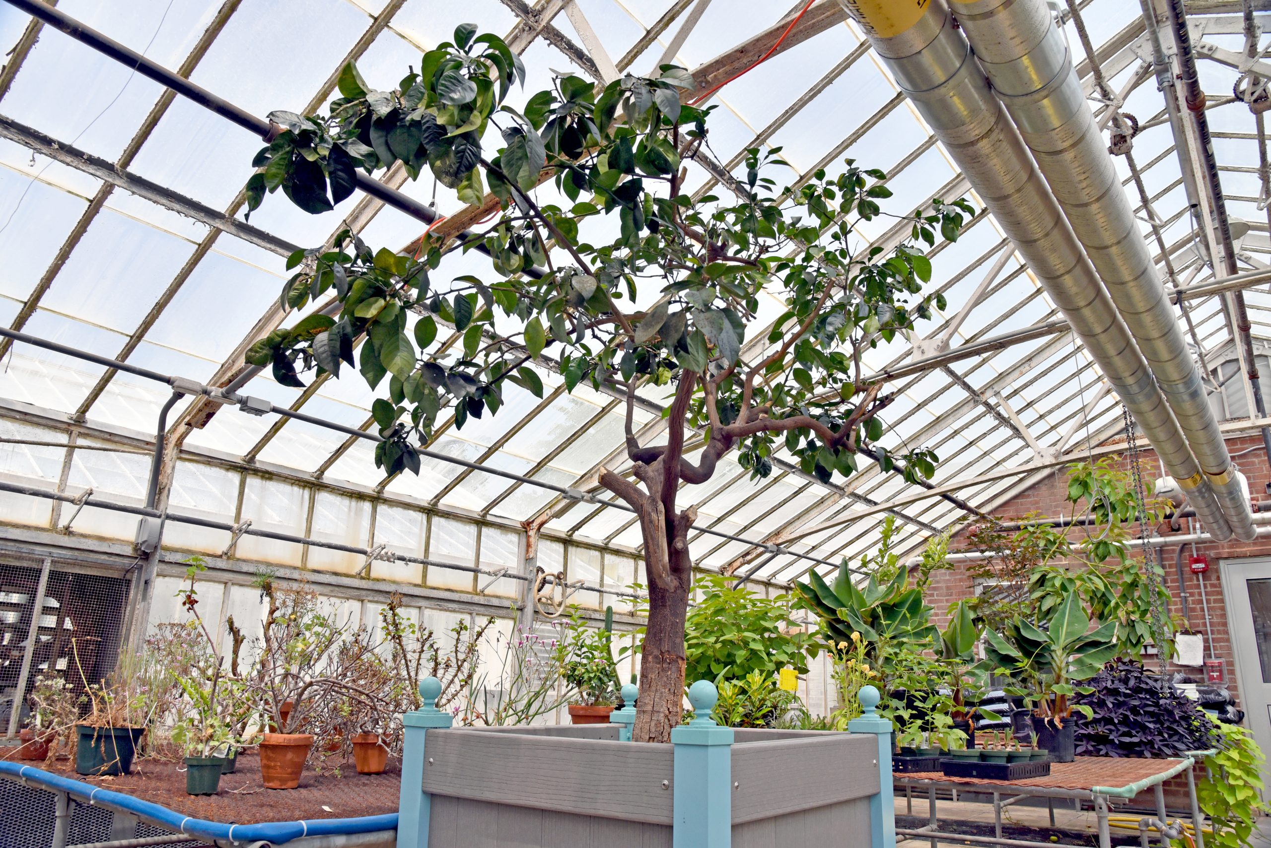 view of an orange tree in a greenhouse